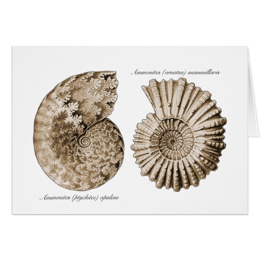Ammonites (Front Horizontal)