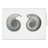 Ammonites (Front Horizontal)