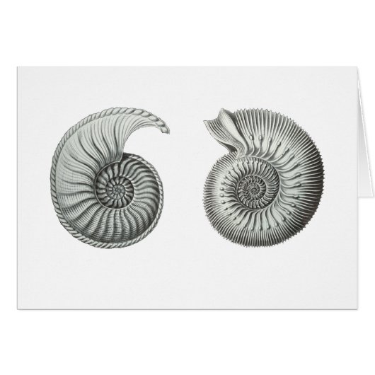 Ammonites (Front Horizontal)