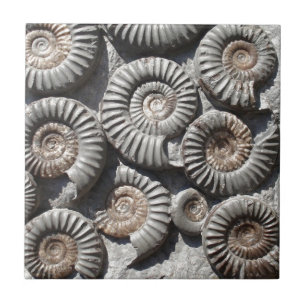 Ammonites On Rock Photo Ceramic Tile