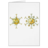 Amoeboid Protozoans (Front)