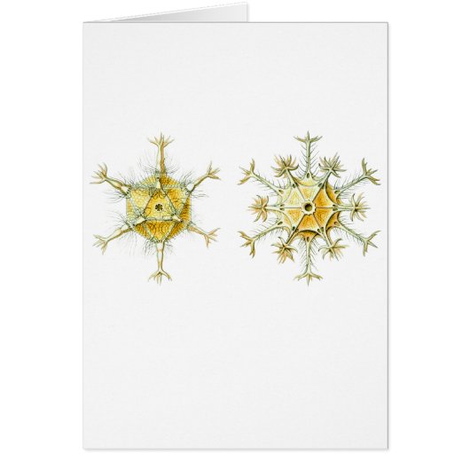Amoeboid Protozoans Cards (Front)