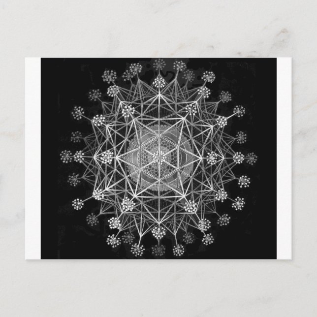 Amoeboid Protozoans Postcard (Front)