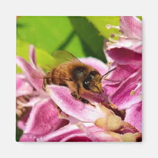 Among the Blooms – Bee on Pink Flower Magnet