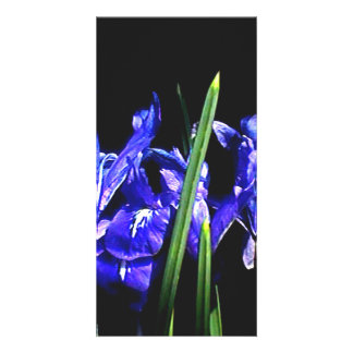 Among The Ladies The MUSEUM Zazzle Gifts Card