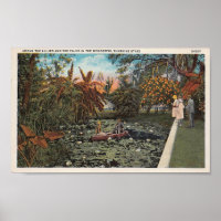 Among the Lillies and Palms of Florida