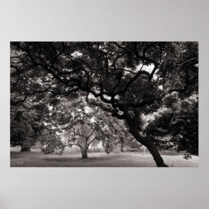 Amongst the Magnolia Trees -Warm BW Poster