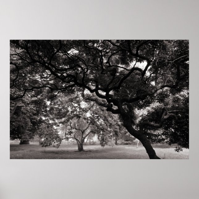 Amongst the Magnolia Trees -Warm BW Poster (Front)