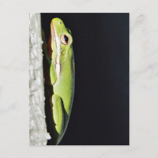 Amphibian Frog Green Frog On Wall Postcard