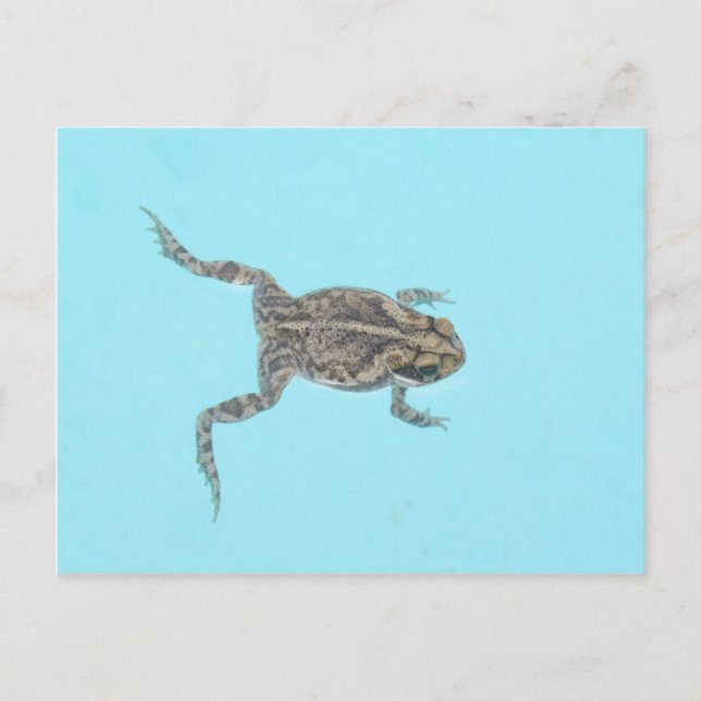 Amphibian Postcard 02 (Front)