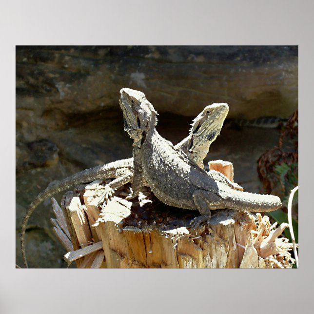 Amphion and Zethus Poster (Front)