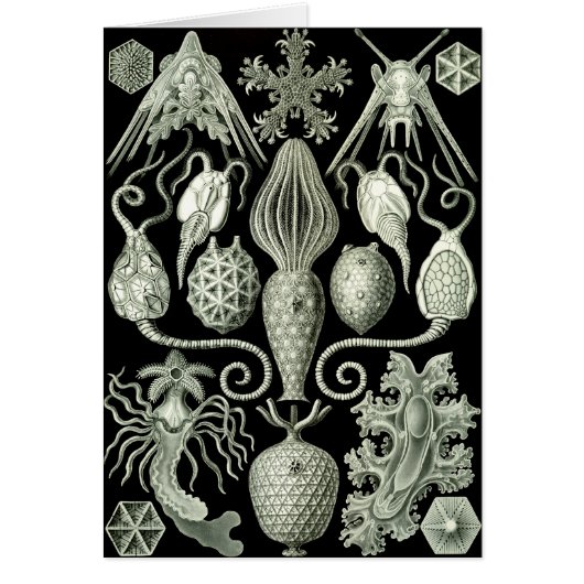 Amphoridea Cards (Front)