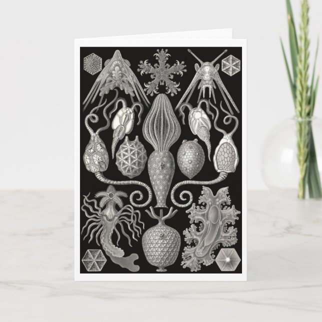 "Amphoridea; or, Star-Animals" Greeting Card (Front)