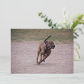 Amstaff running (Standing Front)