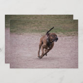 Amstaff running (Front/Back)