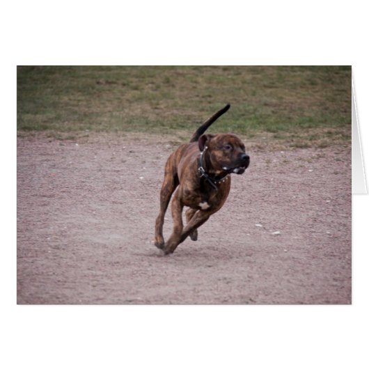 Amstaff running (Front Horizontal)