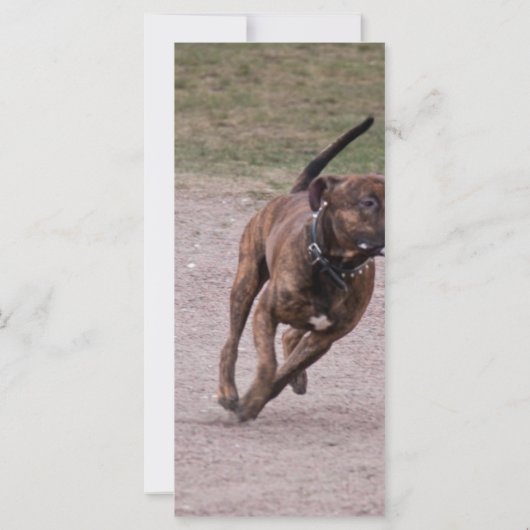 Amstaff running (Back)