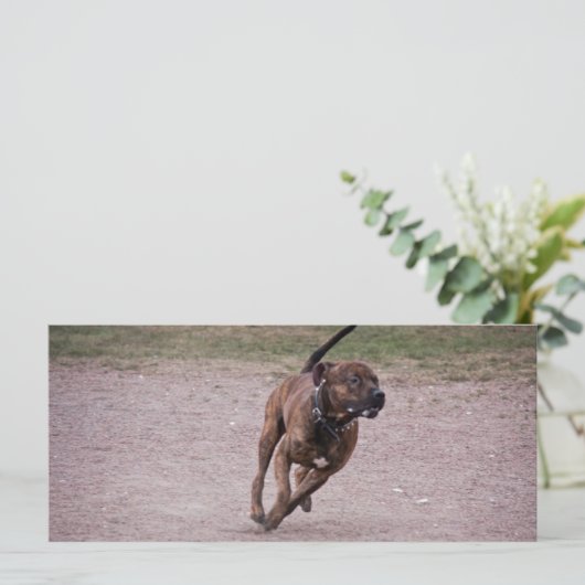 Amstaff running (Standing Front)