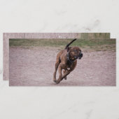 Amstaff running (Front/Back)