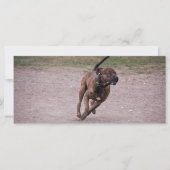 Amstaff running (Front)