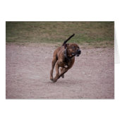 Amstaff running (Front Horizontal)