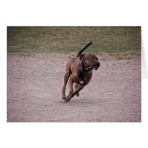 Amstaff running cards