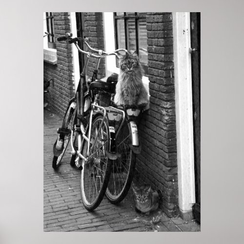 Amsterdam Cats on Bicycles Black  White Photo Poster