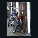 Amsterdam Cats on Bicycles Photo Poster<br><div class="desc">Hello! Hope you like this photo I took! Feel free to add your own text and check my shops for more! if you'd like something custom please get in touch. And if you purchase something from my shops, thank you! I'd love to see it in action, you can contact me...</div>