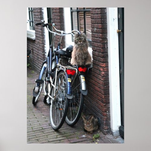 Amsterdam Cats on Bicycles Photo Poster