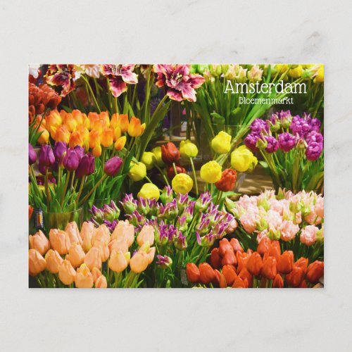 Amsterdam Flower Market Postcard