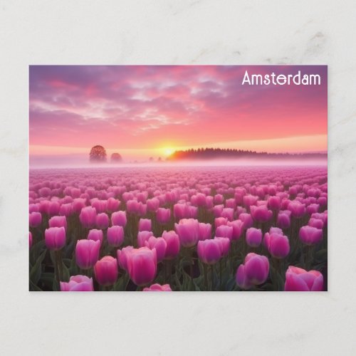 Amsterdam Netherlands Dutch Tulips Travel Photo Postcard