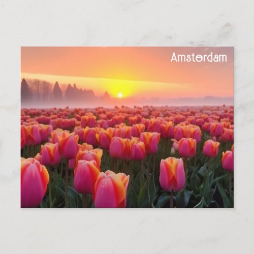 Amsterdam Netherlands Dutch Tulips Travel Photo Postcard