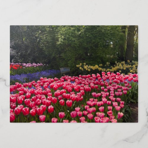 Amsterdam Tulips Post Card