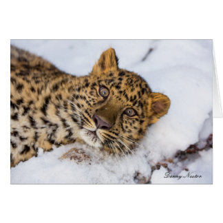 Amur Cards