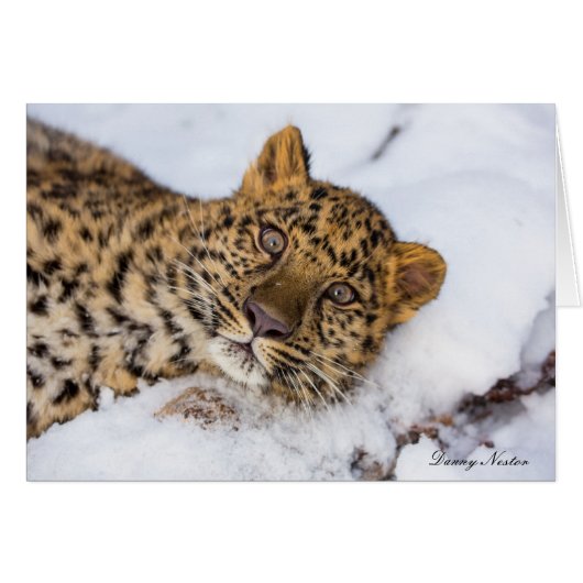 Amur Cards (Front Horizontal)