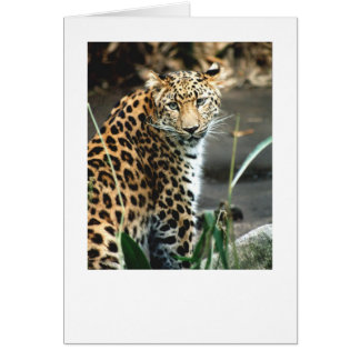 Amur Leopard Cards