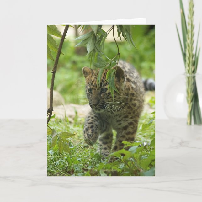 Amur Leopard Cub Holiday Card (Front)