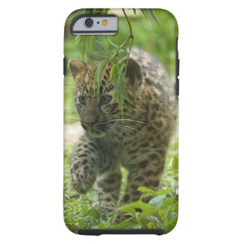 Amur Leopard Cub Iphone 6 Case by leanajalukse at Zazzle