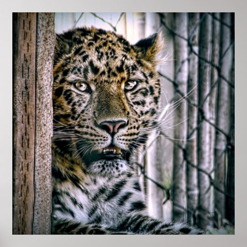 Amur Leopard Exotic Zoo Animal Poster