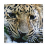 Amur Leopard Invitations