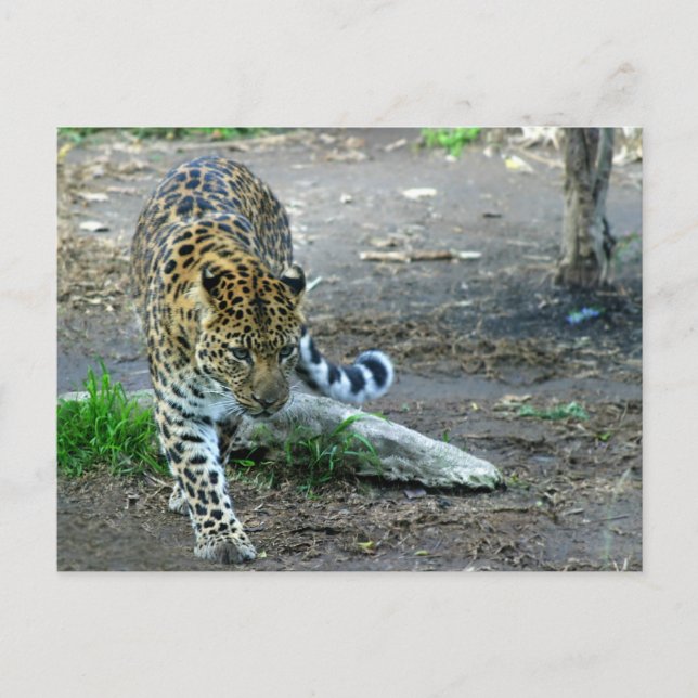 Amur Leopard Postcard (Front)