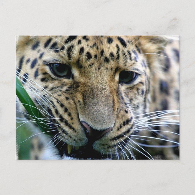 Amur Leopard  Postcards (Front)