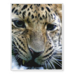Amur Leopard Temporary Tattoos