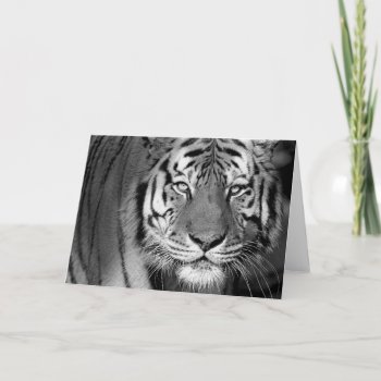 Amur Tiger #1-greeting Card by rgkphoto at Zazzle