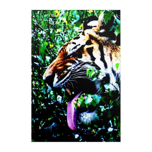Amur Tiger 20x30 50x75cm waacna Acrylic Print