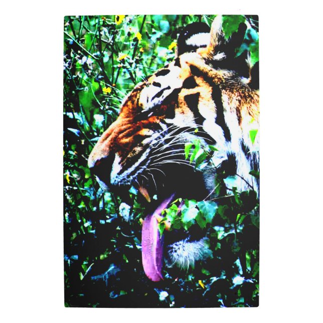 Amur Tiger 20x30 (50x75cm) wamecna Metal Print (Front)