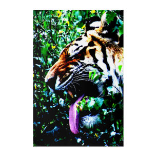 Amur Tiger 24x36 (60x90cm) waacna Acrylic Print