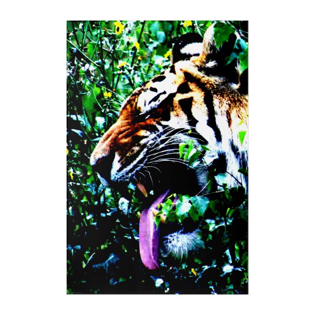 Amur Tiger 24x36 (60x90cm) waacna Acrylic Print (Front)