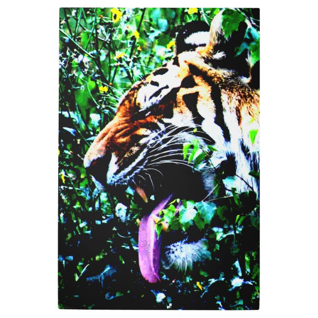 Amur Tiger 24x36 (60x90cm) wamecna Metal Print (Front)