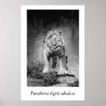 Amur Tiger #3 Panthera Tigris Altaica Poster at Zazzle